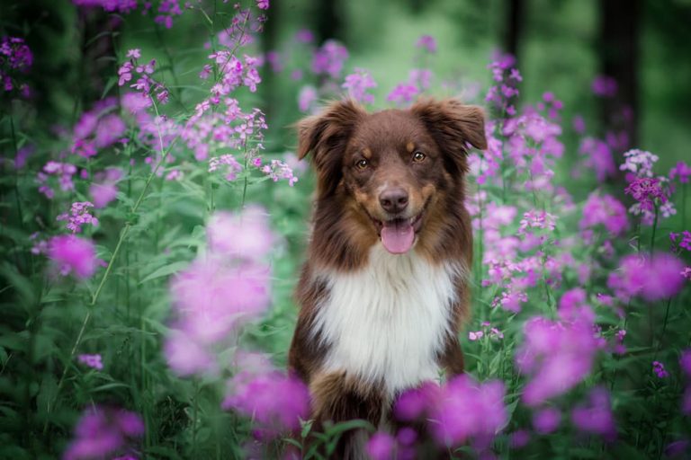 Natural Support for Dogs with Kidney & Liver Issues