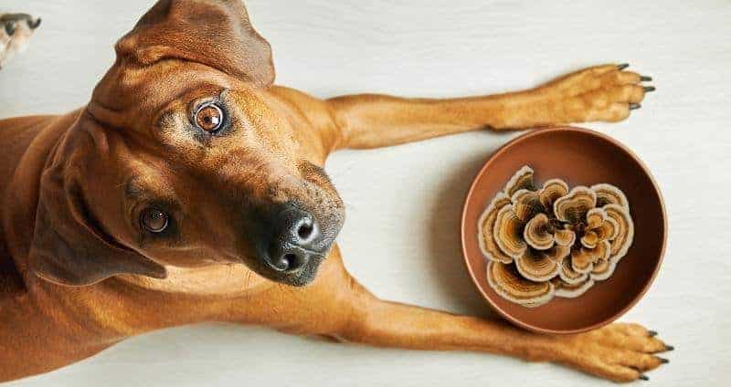 Turkey Tail Mushroom's Potential in Canine Cancer Care