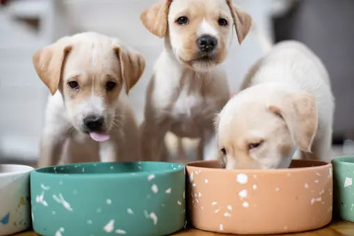 Boost Your Dog's Health with Better Kibble and Herbal Toppers