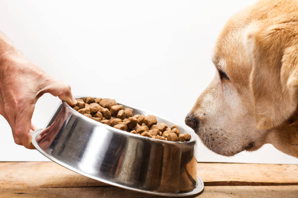 Is Your Dog's Kibble Beneficial for Their Health?