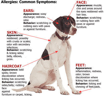 Understanding Itchy Skin in Dogs: Causes and Natural Remedies